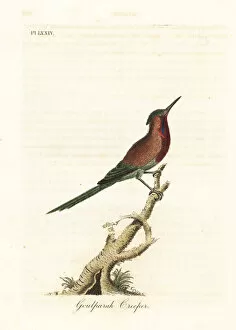 Latham Collection: Crimson sunbird, Aethopyga siparaja seheriae