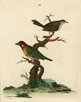 Loten Prints: Crimson-throated barbet and unknown warbler