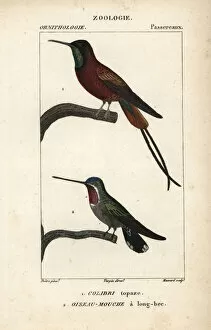 Billed Collection: Crimson topaz hummingbird, Topaza pella