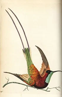 Trochilus Collection: Crimson topaz hummingbird, Topaza pella