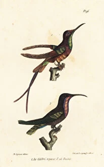 Pella Collection: Crimson topaz and ruby-throated hummingbird