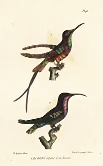 Completes Prints: Crimson topaz and ruby-throated hummingbird