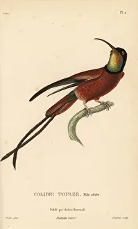 Trochilus Collection: Crimson topaz, Topaza pella