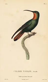 Trochilus Collection: Crimson topaz, Topaza pella, female