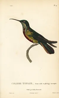 Trochilus Collection: Crimson topaz, Topaza pella, juvenile male