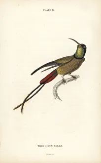 Trochilus Collection: Crimson topaz, Topaza pella (Trochilus pella)