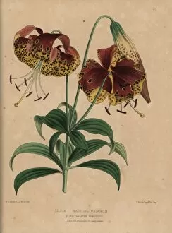 Lily Gallery: Crimson and yellow lily, Lilium washingtonianum