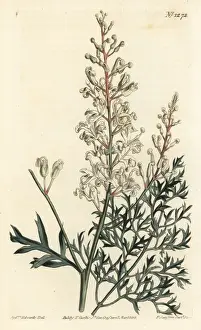 Crinkle bush or parsley fern, Lomatia silaifolia