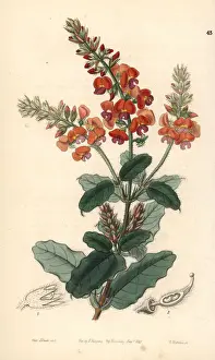 Gastrolobium Prints: Crinkle-leaf poison, Gastrolobium villosum