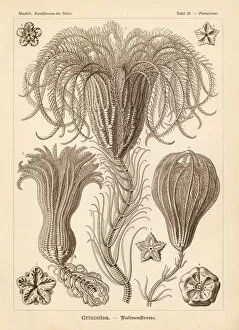 Adolf Collection: Crinoidea sea lilies
