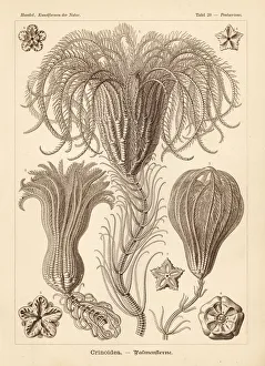 Lilies Gallery: Crinoidea sea lilies