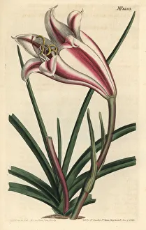 Lily Gallery: Crinum ornatum