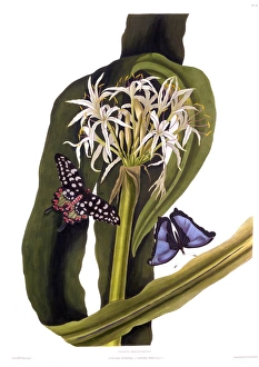 Latest Fine Art Gallery: Crinum Pedunculatum (Swamp Lily), with butterflies