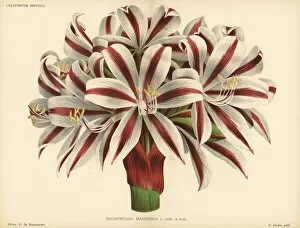 Lily Gallery: Crinum stuhlmannii subsp. delagoense