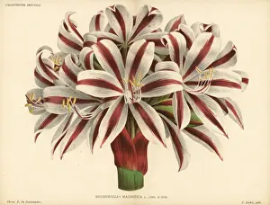 Subsp Prints: Crinum stuhlmannii subsp. delagoense