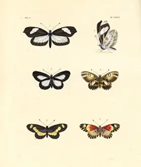 Dorsal Prints: Crisia mimic white, Drurys delight and bonasia acraea