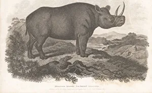 Enlightenment Prints: Critically endangered black rhino, Diceros bicornis 2