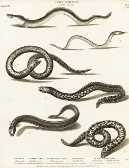 Milton Prints: Critically endangered European eel, electric eel, etc
