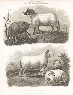Critically endangered Norfolk Horn and extinct Hertfordshire she