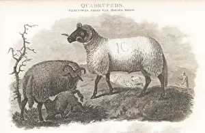 Quadruped Prints: Critically endangered Norfolk Horn sheep