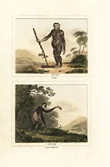 James Smith Barr Prints: Critically endangered orangutan and gibbon