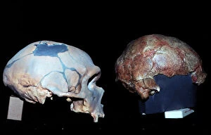 Bone Collection: Cro-magnon and Neanderthal skull comparison