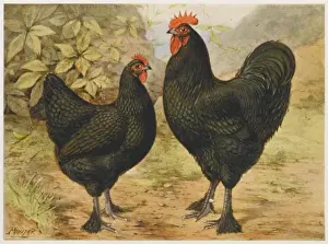 Croad Langshan