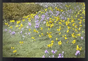 Croci at Kew Gardens