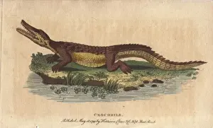 Niloticus Prints: Crocodile, Crocodylus niloticus