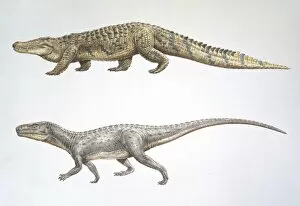 Crocodile & Euparkeria