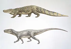 Carnivore Prints: Crocodile & Euparkeria