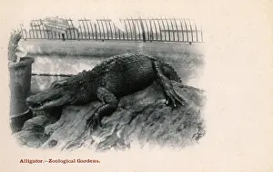 Crocodiles Prints: Crocodile at London Zoological Gardens, Regents Park, London
