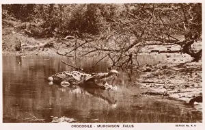 Murchison Prints: Crocodile at Murchison Falls, Uganda