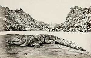 Alligator Gallery: Crocodile on a sandbank, Egypt, by Francis Frith 1857