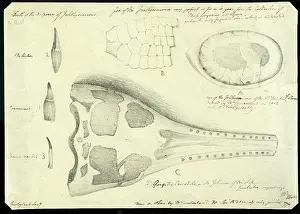 Lesser Prints: Crocodile skull with eye, paddle and teeth of ichthyosauri