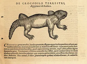 Amphibia Prints: Crocodile species, possibly the mugger crocodile