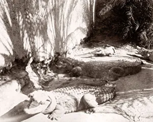 Crocodiles at Sufi shrine of Manghopir, near Karachi, Pakistan, c. 1890 s