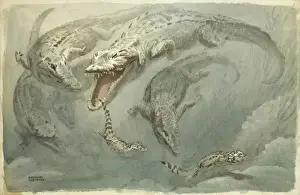 Sheppard Prints: Crocodiles Swimming
