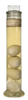 Eusuchia Prints: Crocodilus niloticus, Nile crocodile eggs