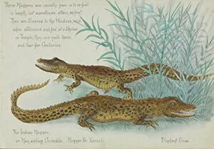 Commelinid Collection: Crocodylus palnotis, Muggers