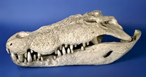 Crocodylus porosus, saltwater crocodile