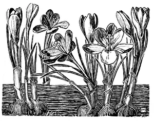 Midgley Collection: Crocus