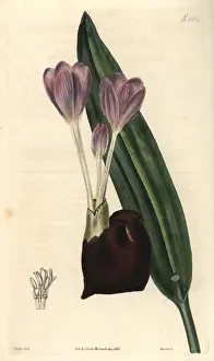 Saffron Prints: Crocus-flowered meadow-saffron Colchicum crociflorum
