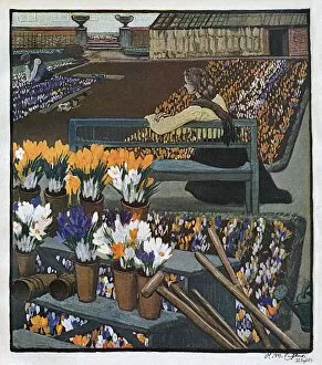 Abundance Gallery: Crocus Garden 1904