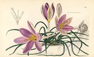Crocus imperati