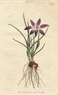 Bulbocodium Prints: Crocus-leav d ixia with purple flowers, native