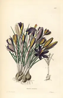 Crocus Prints: Crocus minimus