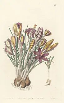 Sardinia Prints: Crocus minimus