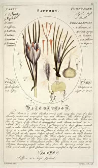 Medicinal Collection: Crocus sativa, saffron