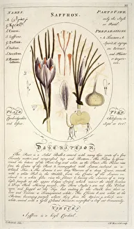 Medicinal Collection: Crocus sativa, saffron